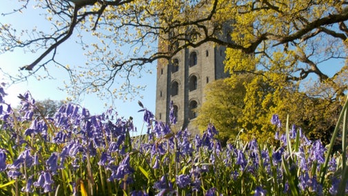A view of Penrhyn Castle with bluebells in the foreground in Gwynedd, Wales.